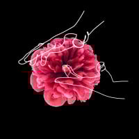 media/image/Blog-Images-Belly-Pressing-1-1200x1200.jpg